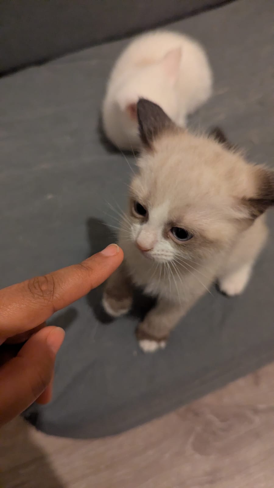 XYLO 15/05/26 adopté